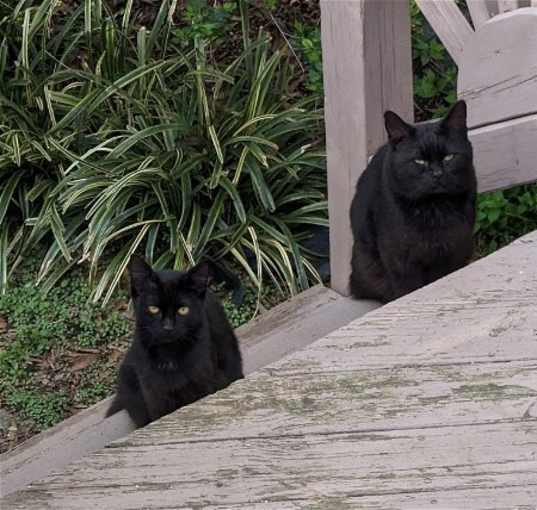 Photo of Barn/Outdoor Cats!