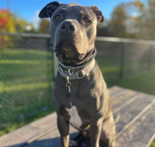 Photo of Griffin