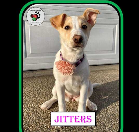 Photo of Jitters