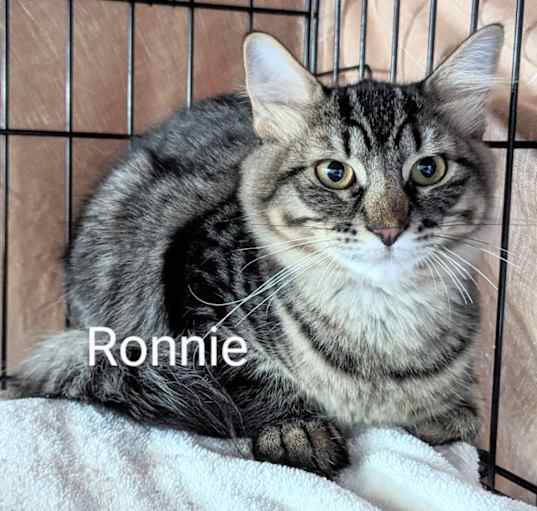 Photo of Ronnie