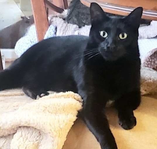Photo of Milo
