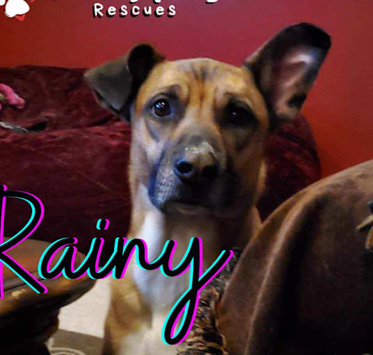 Photo of Rainy (Courtesy Post)