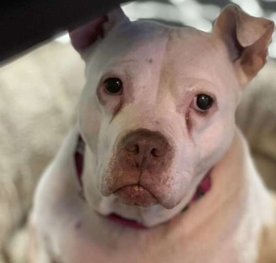Photo of Alice aka Allie