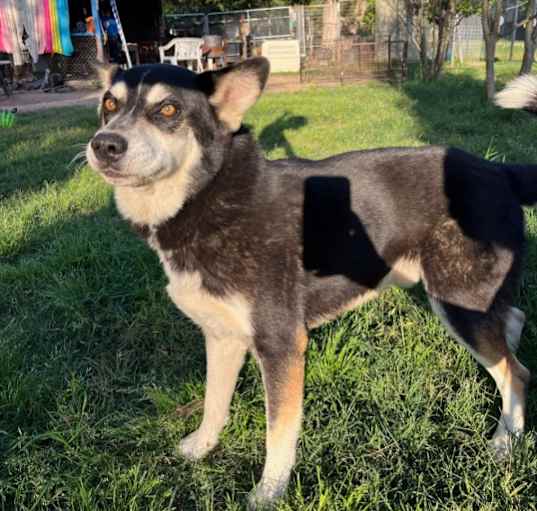 Photo of Taz