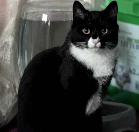 Photo of Tuxie