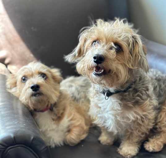 Photo of Jazz and Wobbles