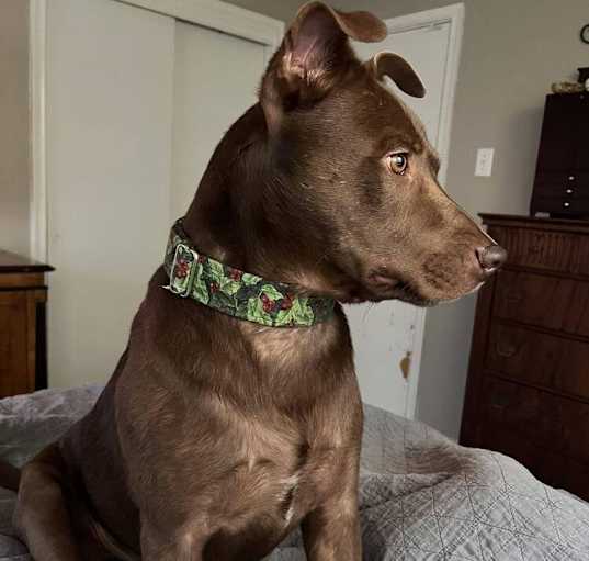Photo of Leroy Brown (CP)