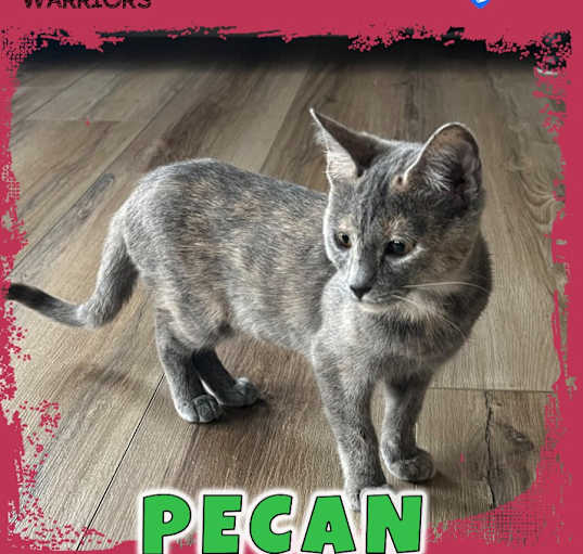 Photo of Pecan 2.0