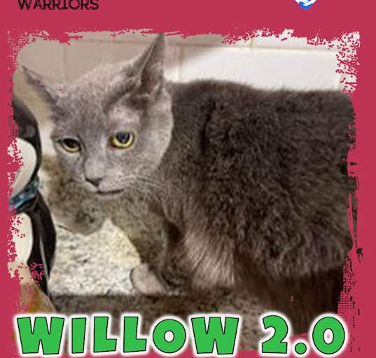 Photo of Willow 2.0