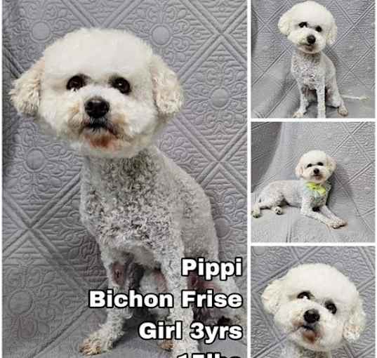 Photo of Pippi from Korea