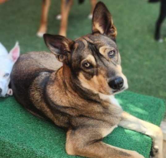 Photo of Luna