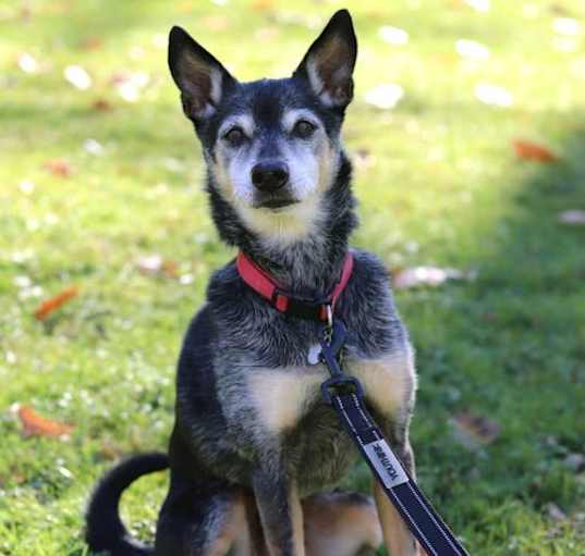 Photo of ROSCOE - SWEET SENIOR