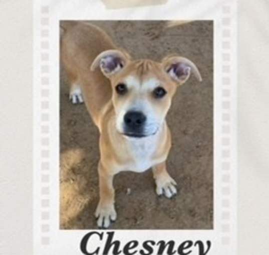 Photo of Chesney