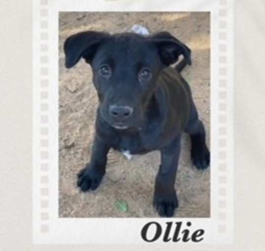 Photo of Ollie