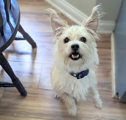 Photo of Rex