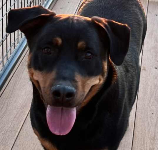 Photo of Phoebe