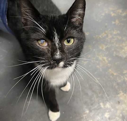 Photo of Scout