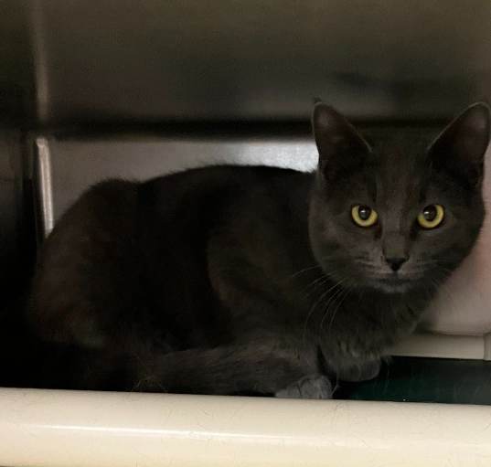 Photo of Artemis