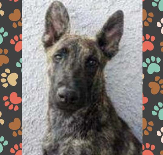 Photo of Shadow