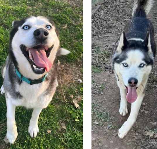 Photo of Aurora and Balto - Husky pair!