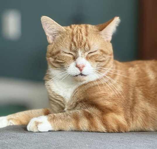 Photo of Dorito