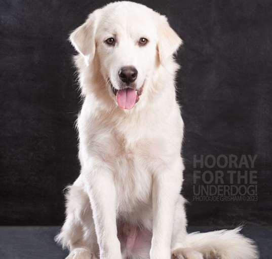 Photo of Apollo