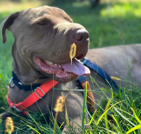 Photo of Max