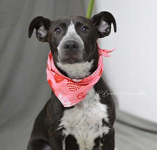 Photo of Kaylie - Adoptable