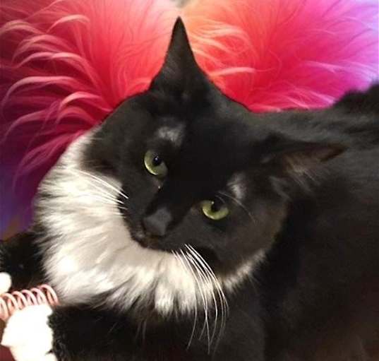 Photo of Rosie