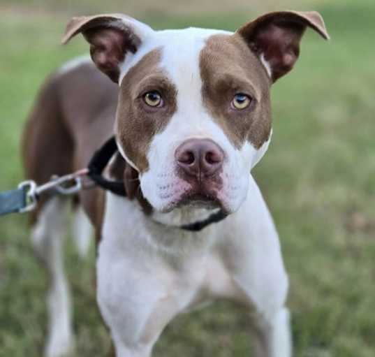 Photo of Enzo