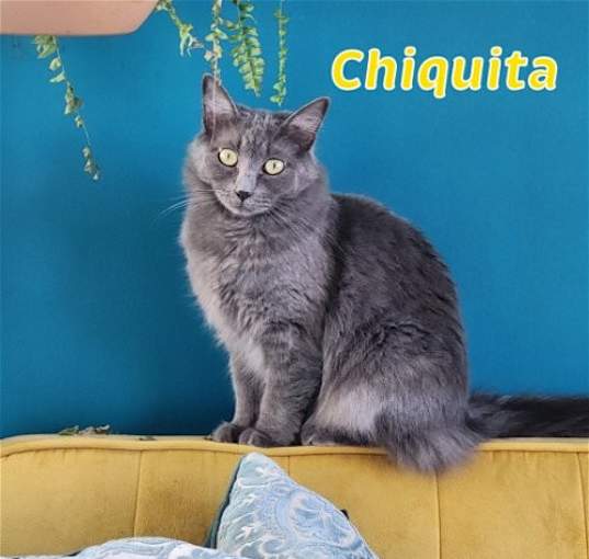 Photo of Chiquita- I love male cats!