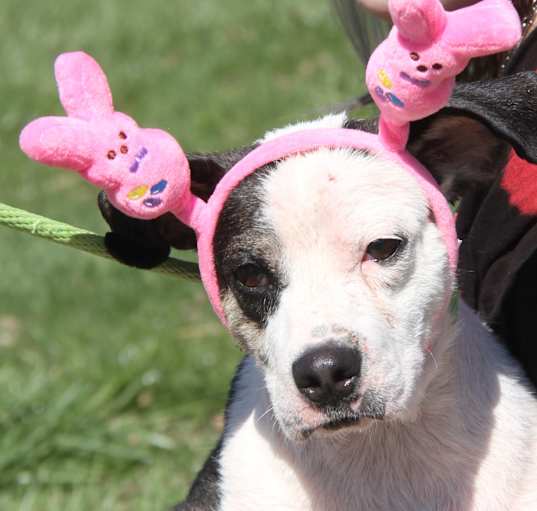 Photo of Ruger (Easter Photos 2024)