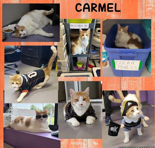 Photo of Carmel (sponsored)