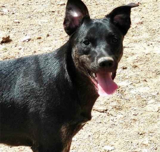 Photo of Jitterbug