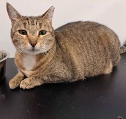 Photo of Diamond AT Petsmart Newington