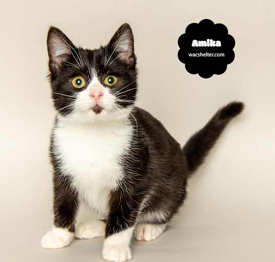 Photo of AMIKA