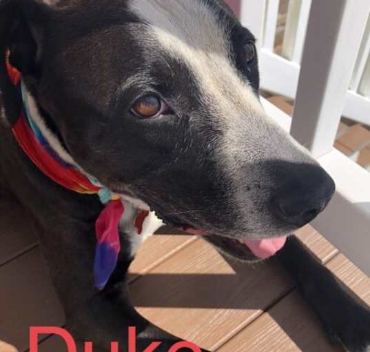 Photo of Duke Wags