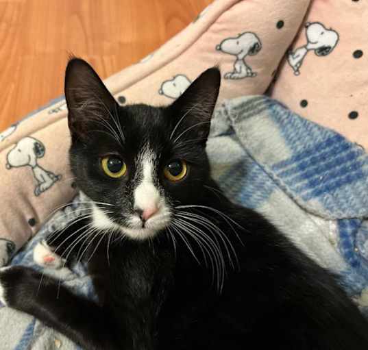 Photo of Rosie