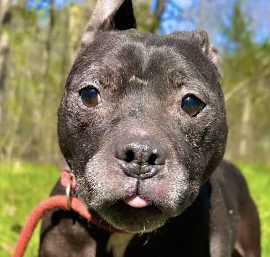 Photo of Jetta