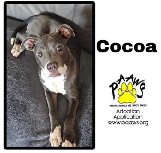 Photo of Cocoa