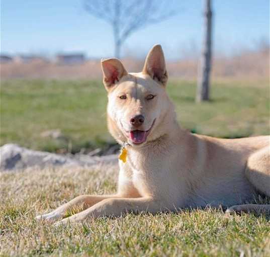 Photo of Cheeko