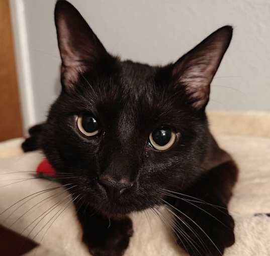 Photo of Shelby