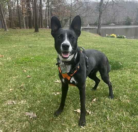 Photo of MACK (COURTESY POST)
