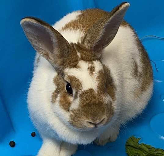 Photo of Bean (bonded to Ivy)