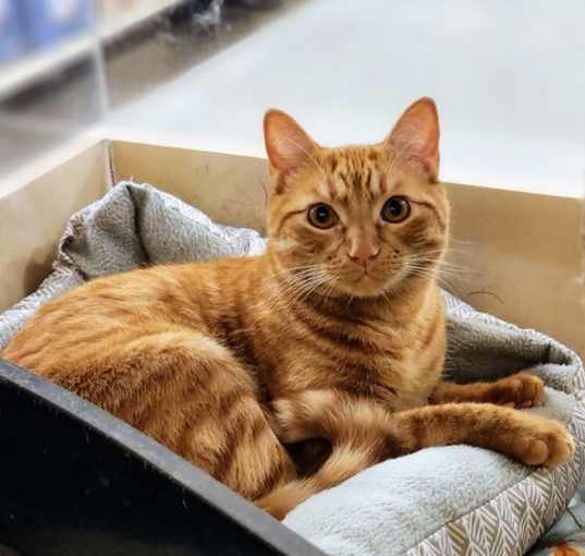 Photo of Cheeto