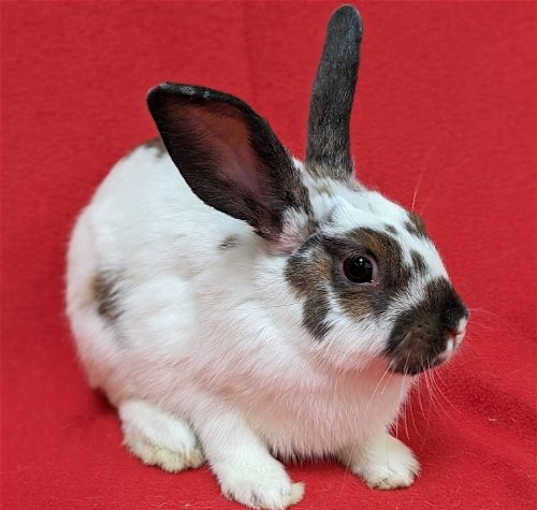 Photo of Bonnie