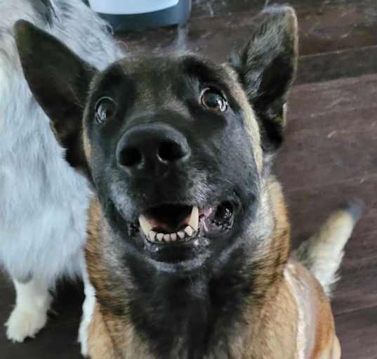 Photo of Sadie