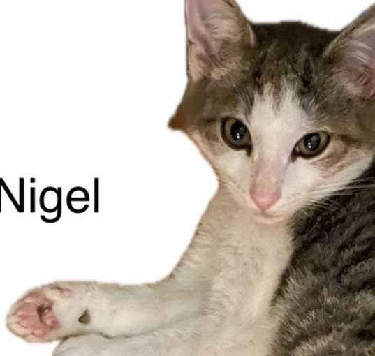Photo of Nigel