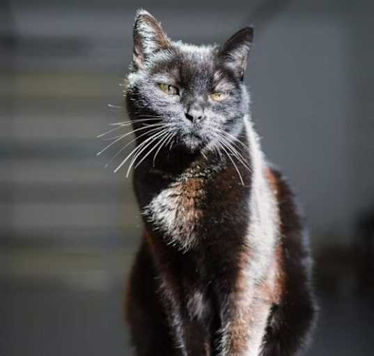 Photo of (Senior) Dolly