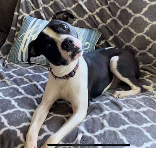 Photo of Max
